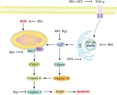 Mitochondrial dysfunction in heart diseases: Potential therapeutic effects of Panax ginseng